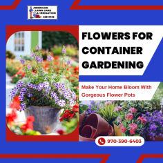 Container Flowers to Brighten Up Your Garden

Elevate your space with our tailored selection, perfect for adding natural beauty to any environment. We provide vibrant container flowers, blossoming with colors and fragrances. For more information, mail us at scott.alc@hotmail.com.