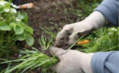 A well-maintained lawn is the first defence against the weeds in your turf. For a thick, dense lawn– fertility, irrigation, and consistent mowing are important. Thick grass is going to prevent weeds from growing on your lawn. Weed seeds are opportunistic, sitting idly by until a small space, and a little sunlight is provided to allow them to begin developing.

Weeds mostly reproduce from seeds, and most weeds are very active seed producers. In every lawn, there is typically an abundance of weed seed just waiting for the right conditions to start growing and fight for space with your lawn. However, such weeds spread from runners that may grow above ground or below ground, such as common bermudagrass. At intervals, the runners start new seeds, sending down roots and then shoots, probably taking over a whole field very rapidly.