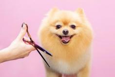 Dog Grooming Services in Kanpur: Dog Baths, Haircuts	Book dog grooming services at home in Kanpur today with Mr N Mrs Pet. The best offers in Kanpur are in pet grooming, bathing, trimming, nail trimming, pet spa, ear cleaning, and pet grooming.

View Site: https://www.mrnmrspet.com/dog-grooming-in-kanpur

