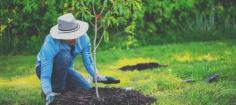 Our qualified arborists will help you pick the right tree and shrub varieties to compliment your home landscape. Our tree planting service ensures that your plant is set up for success, from the location of planting to the choice of the correct ornamental among a variety of plants grown in the nursery. Since a plant’s health and growth start before it even hits your house. Each is hand-picked to ensure that it is not root-bound and hasn’t spent too much time in a box. Our tree crews will ensure that your tree is planted at the proper depth and that adventitious roots are trimmed before planting, which will cause your tree to have additional issues. 