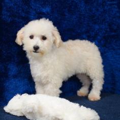 Please enjoy your visit to Abcpuppy.com, where Bichpoo puppies are offered for sale. With our assurance of quality and care, we offer a huge assortment of lovely, healthy Bichpoo pups. Visit us today to find the ideal dog!