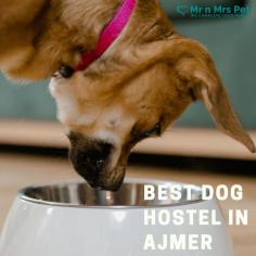 Mr N Mrs Pet ensures the comfort and safety of your beloved pet dog with the best Dog Boarding Services in Ajmer. Rely on Mr. N. Mrs. Pet for a caring environment when you're away from your pet.
Visit Site : https://www.mrnmrspet.com/dog-hostel-in-ajmer
