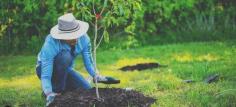 Our qualified arborists will help you pick the right tree and shrub varieties to compliment your home landscape. Our tree planting service ensures that your plant is set up for success, from the location of planting to the choice of the correct ornamental among a variety of plants grown in the nursery. Since a plant’s health and growth start before it even hits your house. Each is hand-picked to ensure that it is not root-bound and hasn’t spent too much time in a box. Our tree crews will ensure that your tree is planted at the proper depth and that adventitious roots are trimmed before planting, which will cause your tree to have additional issues. 

