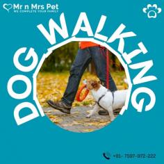 Dog Walker in Delhi NCR: Book a highly-trained dog walker & dog walking service in Delhi NCR. We connect Delhi’s best dog walkers & pet sitters near you, who offers insured and secured pet walking services.
Visit Site : https://www.mrnmrspet.com/dog-walking-in-delhi
