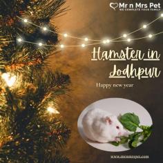 Buy Healthy Hamsters for sale in Jodhpur at Affordable Prices. They are adorable and loving animals that are easy to maintain and handle. Buy, Sell and Adopt Hamsters online near you, like Syrian, Winter White, Roborovski, Chinese, and other Dwarf Hamsters in Jodhpur.
Visit Site : https://www.mrnmrspet.com/small-pets/hamsters-pair-for-sale/Jodhpur
