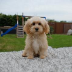 Find the perfect Maltipoo puppy for your family at Abcpuppy.com! We are the premier Maltipoo breeders in Austin, providing top-quality puppies with unbeatable customer service.