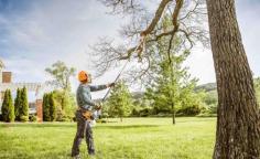 Tree trimming is essential for plant health that focuses on removing dead, dying, diseased branches and branches that rub together or with other branch stubs so that the whole tree continues to grow in a healthy way. Our tree trimming experts in Scottsdale make sure to allow maximum growth for your old and new trees. Widening up the canopy to let light and air filter all through the entire tree allows increased foliage growth while decreasing any risks for diseases. Our experts make sure to remove all suckers and water sprouts from the ground that weaken the wood and steal nutrients from the main tree. Our tree trimming team Phoenix services help to create a strong tree that is able to withstand high winds and winter storms. 