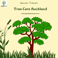 Thriving Trees, Contented Homes: Superior Tree Care Services in Auckland

The Mysterious Universe of Trees



A multitude of towering trees adorn the Auckland skyline, contributing to a harmonious fusion of the natural and urban environments. These imperceptible behemoths not only augment the visual attractiveness of our immediate vicinity but also make a substantial contribution to the ecological welfare of our surroundings. Nevertheless, the enigmatic realm of trees necessitates meticulous consideration and exceptional maintenance in order to guarantee their flourishing survival. The expertise possessed by arborists in Auckland proves to be invaluable at this juncture.



Exploring the Arborist's Prowess



Arborists in Auckland fulfill a critical function in preserving the vitality and well-being of our cherished trees. The tree care specialists are well-informed regarding the specific requirements of different tree species, as well as the environmental elements that impact their development. Arborists comprehend the specific needs of every specimen, from towering native trees to exotic ornamentals.



Nevertheless, what does an arborist do? Their answer can be found in their extensive range of expertise. Arborists are specialized experts in the study, cultivation, and management of trees, as well as arborist training. In addition to pruning and planting, their duties include diagnosing and treating tree diseases. Fundamentally, they serve as custodians of our urban forests, guaranteeing the continued flourishing of our foliage companions.



Providing care for both trees and homes



As one further examines the domain of tree maintenance in Auckland, it becomes apparent that the structural integrity of our dwellings is closely tied to the condition of our trees. Trees, when properly maintained, provide an abundance of advantages for both the ecosystem and human existence.



Arborists operating in Auckland utilise sophisticated methodologies to evaluate the vitality of trees and execute strategies to augment their state of being. Consistent pruning, for example, serves to preserve the trees' aesthetic appeal while also fostering healthy development and mitigating the potential hazards associated with quivering branches. By implementing this proactive tree care strategy, we can safeguard our residences from potential dangers while simultaneously appreciating the manifold advantages that trees bestow.



The Science and Art of Tree Maintenance



The maintenance of trees in Auckland requires an intricate equilibrium between scientific principles and artistic sensibility. Judging and molding trees into works of living art necessitates a profound comprehension of the biological mechanisms that regulate them, in addition to the dexterity to do so. Arborists contribute a distinctive amalgamation of expertise that fosters a thriving environment for both trees and residential structures.



Within the central region of Auckland, where the natural and urban environments converge, arborists utilize their specialized knowledge to attend to the distinct requirements of trees in various environments. Consistent care and attention are devoted to every tree, spanning from private gardens to public parks, thereby making a significant contribution to the aesthetic appeal and ecological equilibrium of the municipality.



Arboriculture's Fundamental Nature in Auckland



Arboriculture, which pertains to the scientific maintenance of trees, is a dynamic field that is perpetually adjusting to the transformations that occur within urban settings. Arborists in Auckland are leaders in this dynamic discipline, employing state-of-the-art methods and inventive resolutions to tackle the distinctive obstacles presented by the urban topography.



In our awe of the flourishing trees that adorn our urban environment, it is imperative that we recognize the unsung champions – the arborists – who diligently labor to safeguard their health. Within the urban fabric of Auckland, the art and science of tree maintenance are harmoniously intertwined to produce a verdant landscape where flourishing trees and contented households coexist.



In summary, the allure of Auckland is comprised not solely of its magnificent architecture, but also of its majestic trees, which serve as serene guardians of the splendor of nature. Arborists in Auckland are instrumental in safeguarding this aesthetic for future generations by virtue of their specialized knowledge and unwavering commitment. Commemorate the flourishing trees and contented residences that contribute to the exceptional quality of life in Auckland.

For More Info:-https://start.me/p/ME28d4/specimen-treecare-ltd