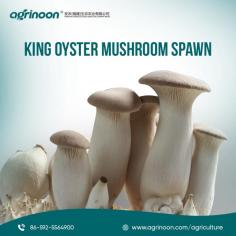 Our King Oyster Mushroom Spawn is the key to cultivating these delicious, meaty mushrooms. Perfect for beginners and seasoned growers alike, our high-quality spawn ensures a bountiful harvest.

see more: https://www.agrinoon.com/agriculture/oyster-mushroom-spawn/