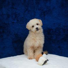 The greatest location to find the ideal tiny toy poodle for sale in Texas is Abcpuppy.com. You may be sure that the puppy you are purchasing for your family is healthy and happy because of our dedication to quality and customer care.