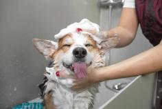 Dog Grooming Services in Ajmer: Dog Baths, Haircuts	

Book dog grooming services at home in ajmer today with Mr N Mrs Pet. The best offers in pet grooming, bathing, trimming, nail trimming, pet spa, ear cleaning and pet grooming in ajmer.

View Site: https://www.mrnmrspet.com/dog-grooming-in-ajmer

