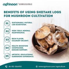 Dried shiitake mushrooms are a versatile ingredient, adding depth and umami to a wide range of dishes. They are a great addition to soups, stir-fries, risottos, and more. Besides their delightful taste, shiitake mushrooms are known for their potential immune-boosting and anti-inflammatory properties.

See more: https://www.agrinoon.com/agriculture/dried-shiitake/