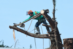 Are you trying to find reputable Parramatta tree removal services? Sydney Urban Tree Services is the only place to search. With more than 12 years of experience in the field, we are a reputable family-run firm. Our area of expertise is providing commercial, industrial, and residential tree services. We are experts with a wide range of tree industry experience. Whatever the size or difficulty, there isn't a tree that we can't manage. For additional information, Visit our websites for more details.
https://sydneyurbantreeservices.com.au/tree-removal-parramatta/ 