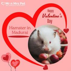 Buy Healthy Hamsters for sale in Madurai at Affordable Prices. They are adorable and loving animals that are easy to maintain and handle. Buy, Sell and Adopt Hamsters online near you, like Syrian, Winter White, Roborovski, Chinese, and other Dwarf Hamsters in Madurai.
Visit Site : https://www.mrnmrspet.com/small-pets/hamsters-pair-for-sale/madurai

