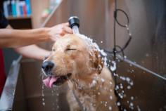 Dog Groomers at Home in Hyderabad	

Dog Groomers in Hyderabad: We offer the best dog groomers at home in Hyderabad. Mr n Mrs Pet provide pet grooming services like bathing, hair cutting, nail clipping, ear cleaning, and Pet Grooming services at Home in Hyderabad.

View Site: https://www.mrnmrspet.com/dog-grooming-in-hyderabad

