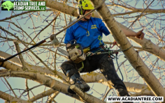 If you are dealing with tree-related problems such as excessive branches, sick areas, or undesirable growth, pruning or trimming can often help to resolve them. At Acadian Tree and Stump Removal Service, we specialize in pruning techniques that promote tree health, improve aesthetics, and ensure safety. Our team will assess the current condition of your tree and provide expert advice on the necessary trimming or cutting. For more information about our Talisheek Tree Removal, please call us at (985) 285-9827.

Website: https://acadiantree.com/