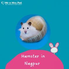Buy Healthy Hamsters for sale in Nagpur at Affordable Prices. They are adorable and loving animals that are easy to maintain and handle. Buy, Sell and Adopt Hamsters online near you, like Syrian, Winter White, Roborovski, Chinese, and other Dwarf Hamsters in Nagpur.
Visit Site : https://www.mrnmrspet.com/small-pets/hamsters-pair-for-sale/nagpur