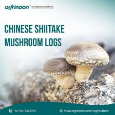 Cultivate high-quality mushrooms effortlessly. Increase your harvest and revenue.Order now for robust, easy-to-use logs and elevate your farming success!

See more: https://www.agrinoon.com/agriculture/chinese-shiitake-mushroom-logs/