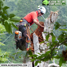 Acadian Tree and Stump Removal Service offers professional tree removal services for various reasons, including safety problems, disease, and other factors. These businesses often provide tree-related solutions, including everything from tree evaluations to pruning. For more information about Picayune Tree Removal, contact us at (985) 285-9827. 

Website: https://acadiantree.com/tree-removal/picayune/