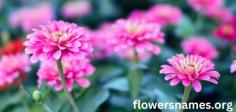 Learn amazing information about flowers here.  
https://flowersnames.org/