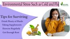 Learn how to survive Environmental Stress Such as Cold and Flu with these helpful tips. Discover ways to boost your immune system.
