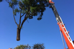 Sydney Urban Tree Services is an established family-owned and operated business specializing in tree removal services in Pennant Hills. We Have 10 years of experience in the tree industry. We are highly trained in trimming, removing, and maintaining the health of all types and sizes of trees. Our team provides superior customer service and top-quality tree care services at a competitive price. We are fully insured, licensed, and in full compliance with Australian Standards. Please visit our websites for more details!
https://sydneyurbantreeservices.com.au/tree-removal-pennant-hills/
