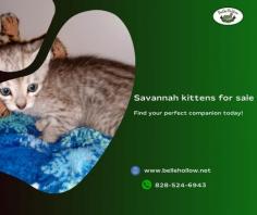 Savannah Kittens for Sale: Exquisite Felines Ready to Enchant Your Home


Explore our selection of enchanting Savannah kittens for sale. Discover the charm and elegance of these exotic feline companions. Our hand-raised kittens are ready to bring joy and excitement to your home. Browse now to find the perfect match for your family. Don't miss out on the opportunity to welcome a playful and affectionate Savannah kitten into your life.

For more info, visit: https://www.bellehollow.net/our-cats/savannahs/