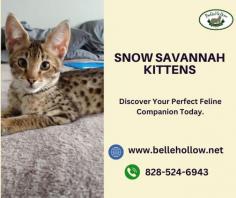 
Explore the enchanting world of Snow Savannah Kittens, where elegance meets playfulness. Our exquisite breed showcases stunning coats reminiscent of snowy landscapes, paired with the spirited nature of Savannah cats. Learn more about these unique feline companions and find your perfect match today.

For more info, visit: https://www.bellehollow.net/our-cats/savannahs/