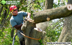 Madisonville Tree Removal | Acadian Tree and Stump Removal Service


When a tree poses an immediate threat to your property or safety, our Acadian Tree and Stump Removal Service is available 24/7. Our rapid response team will assess the situation, devise a strategy, and swiftly remove the tree to prevent further damage. Your safety is our top priority. For more information about Madisonville Tree Removal, contact us at (985) 285-9827.