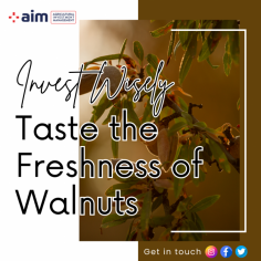 Discover the allure of walnut land farms in Turkey, where each harvest promises unparalleled quality and taste. Embrace the essence of natural abundance and make a smart investment in the freshness and richness of walnuts. Explore the possibilities with Aim Farm Lands today!

https://aimfarmlands.com/walnut-land-farms-in-turkey/