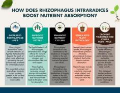 Rhizophagus intraradices has truly worked wonders in my garden, enhancing plant growth like never before. Thanks to its USDA approval and OF&G organic certification, I feel confident in its safety and quality. The 250g packaging is perfect for my needs, and I appreciate the option for bulk orders at discounted rates. By improving nutrient absorption effortlessly, Rhizophagus intraradices has become an indispensable part of my gardening routine, yielding healthier, more vibrant plants.

Order Now: 
https://www.universalmicrobes.com/product-page/rhizophagus-intraradices