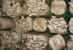 Agrinoon is one of the most reliable companies offering Oyster Mushroom Spawn to the customers worldwide and it is known for exporting the products to different countries. The company believes in offering quality products to the clients and the production process is elaborate and comprehensive. 

See more: https://www.agrinoon.com/agriculture/oyster-mushroom-spawn/