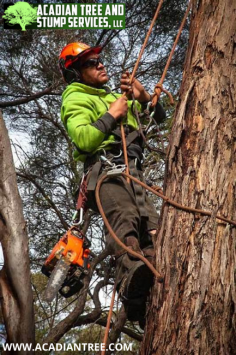 Tree Removal Bush | Acadian Tree and Stump Removal Service

If you are facing an emergency where a tree may cause damage to your property or pose a threat to your safety, you can count on Acadian Tree and Stump Removal Service. Our team is available 24/7 to assess the situation, create a strategy, and quickly remove the tree to prevent further damage. We prioritize your safety above all else. If you need any additional information about our Tree Removal Bush services, please contact us at (985) 285-9827.

Our website: https://acadiantree.com/tree-removal-bush/