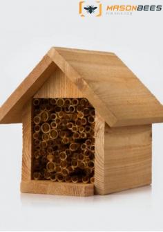 Attract these gentle pollinators to your garden and watch your flowers flourish. Handcrafted with care, our bee house provides a safe and cozy home for these essential insects. Help support biodiversity and create a vibrant ecosystem in your backyard. Order now and start enjoying the benefits of having Mason Bees in your garden!

Visit us now at https://masonbeesforsale.com/.
