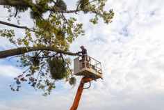 Sydney Urban Tree Services is an established family-owned and operated business specializing in tree services in sydney. We Have 10 years of experience in the tree industry. Our team provides superior customer service and top-quality tree services at a competitive price. We are fully insured, licensed, and in full compliance with Australian Standards. There’s no tree we can’t handle, no matter the size or the challenge. Please visit our websites for more details!
https://sydneyurbantreeservices.com.au/tree-services-sydney/