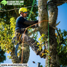 Tree Removal Lacombe | Acadian Tree and Stump Removal Service

We ensure that the entire process of removing a tree is conducted safely, taking into account the health-related concerns of homeowners before and during the process. Additionally, we carefully consider the surrounding environment before commencing the removal process. Our experts meticulously perform each step and leave no stone unturned when removing the problematic tree from your area. For more information about Tree Removal Lacombe ,  please contact us at (985) 285-9827.