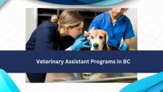 Explore top veterinary assistant programs in BC at Insignia College. Our comprehensive curriculum prepares students for rewarding careers in animal care. With hands-on training and experienced instructors, we ensure students gain practical skills for success. Join our accredited program and pursue your passion for animal welfare in British Columbia. Enroll today to start your journey towards becoming a certified veterinary assistant with Insignia College.