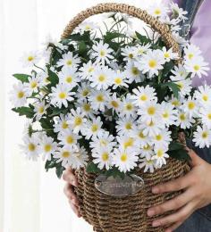 Save Upto 65% OFF on White Polyester Artificial Flower at Pepperfry

Buy white polyester artificial flower at upto 65% OFF at Pepperfry.
Checkout all-new collection of decorative flowers for home available online at amazing price.
Order now at https://www.pepperfry.com/product/white-polyester-artificial-flower-by-art-street-2093016.html