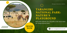 Embark on a thrilling journey through Tarangire National Park, renowned for its diverse wildlife and stunning landscapes in Tanzania.