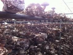 Our company is known for growing Shitake Mushroom Logs in environment-friendly conditions. The premium quality of products when combined with our knowledge of cultivating mushroom allows the customers obtain the best quality products. 

See more: https://www.agrinoon.com/agriculture/product/shiitake-mushroom-spawn-mushroom-logs/