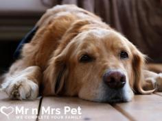Dog Boarding Services in Delhi at Affordable Price

Find head Mr n Mrs Pet Dog Boarding Services in Delhi where your fuzzy companion gets first class care and attention. From extensive accommodations to personalized care routines have confidence your pet will flourish in a protected and agreeable environment. Experience genuine serenity knowing they're in loving hands while you're away.

Visit Here: https://www.mrnmrspet.com/dog-hostel-in-delhi
