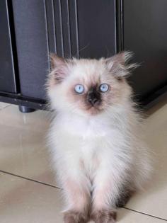 Purebred Ragdoll Kittens for sale in Bangalore	

Find Purebred Ragdoll kittens in Bangalore for sale. Mr n Mrs Pet is an online Pet shop for Ragdoll Cats in Bangalore. We connect India’s best breeders and provide healthy, purebred Ragdoll Cats near you at the best prices from responsible cat breeders.

View Site: https://www.mrnmrspet.com/cat/ragdoll-kitten-for-sale/bangalore

