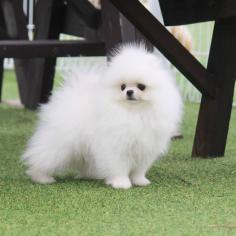 Toy Pomeranian price in Nagpur: Buy Healthy Toy Pomeranian Puppies for Sale in Nagpur. Buy, sell and adopt Toy Pomeranian puppies online in Nagpur from responsible dog breeders. Call us today at 7597972222, and we'd love to answer any of your pet-related queries.

Visit Site: https://www.mrnmrspet.com/dogs/toy-pomeranian-puppies-for-sale/nagpur