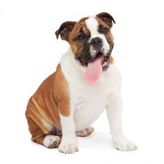 Bulldog Puppies for Sale in Bangalore	

Are you searching for healthy and purebred Bulldog puppies to bring into your Bangalore home? Mr n Mrs Pet offers a wide range of Bulldog puppies for sale in Bangalore at affordable prices. The prices of the puppies range from ₹40,000 to over ₹250,000, and the final price is determined based on the health and quality of the Bulldog puppies. You can select a Bulldog puppy based on photos, videos, and reviews to ensure you get the right fit for your home. For information on the prices of other pets in Bangalore, please call us at 7597972222 or visit our website mrnmrspet.com.

View Site: https://www.mrnmrspet.com/dogs/bulldog-puppies-for-sale/bangalore

