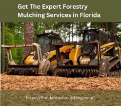 Revitalize your land with our expert forestry mulching services in Florida. Our state-of-the-art equipment and experienced team transform overgrown areas into pristine, maintained landscapes, enhancing property value and accessibility. Contact us today for more information.


Visit this link for further information: https://floridabrushmulching.com/