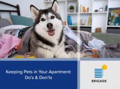 Discover expert advice on keeping pets in your apartment: do’s & don'ts from brigade group. explore a pet-friendly living experience with our insightful residential blog.