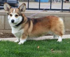Pembroke Welsh Corgi Puppies for Sale in Hyderabad	

Looking for a healthy and beautiful Pembroke Welsh Corgi to keep at your home in Hyderabad? Mr n Mrs Pet has a wide range of Pembroke Welsh Corgi puppies for sale in Hyderabad at affordable prices starting from Rs 1,20,000. The final price of the puppy is decided based on its health and quality. We ensure that you get the best puppy based on its photos, videos and reviews. If you have any queries regarding the price of any other pet in Hyderabad, please call us at 7597972222 or visit our website mrnmrspet.com.

View Site: https://www.mrnmrspet.com/dogs/pembroke-welsh-corgi-puppies-for-sale/hyderabad
