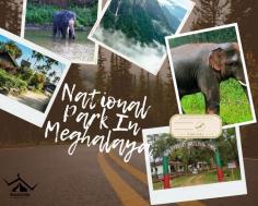 
National Parks in Meghalaya Await! Explore the lush landscapes and diverse wildlife of Meghalaya's protected areas, from the forests of Balphakram National Park to the waterfalls of Nokrek National Park. Immerse yourself in the rich biodiversity, spot rare species, and escape into the great outdoors. Whether you're a wildlife enthusiast or just seeking adventure, Meghalaya's national parks offer a spectacular experience. Plan your visit today and be amazed by the wonders of nature in Meghalaya!
Read More : https://wanderon.in/blogs/national-parks-in-meghalaya