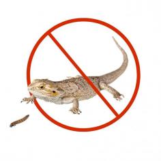 Lizard pest control in Dubai