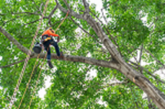 If you are searching for an affordable tree pruning in Parramatta. Sydney Urban Tree Services has provided Tree Pruning services in Parramatta. We are highly trained in trimming, removing, and maintaining the health of all types and sizes of trees. We had services provided by Tree Pruning in Parramatta for ten years, but our team has 20 years of experience. We are fully insured, licensed, and in full compliance with Australian Standards. Visit our website for more information.
https://sydneyurbantreeservices.com.au/tree-pruning-parramatta/